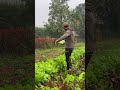 problemi di #lumache | Orto dello chef - #Documentario #mattthefarmer #orto
