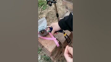 Slingshot for Beginners ►472 #shorts #slingshothunting