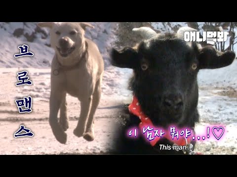 백구형을 사랑한 흑염소 대반전 결말ㅋㅋㅋㅣReason Why Black Goat’s Love For Baekgu <strong>Faded</strong> Away