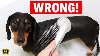 Famous Stinky Dog? This Simple Solution Will Keep Dog Smelling Good (Once and For All) Profile