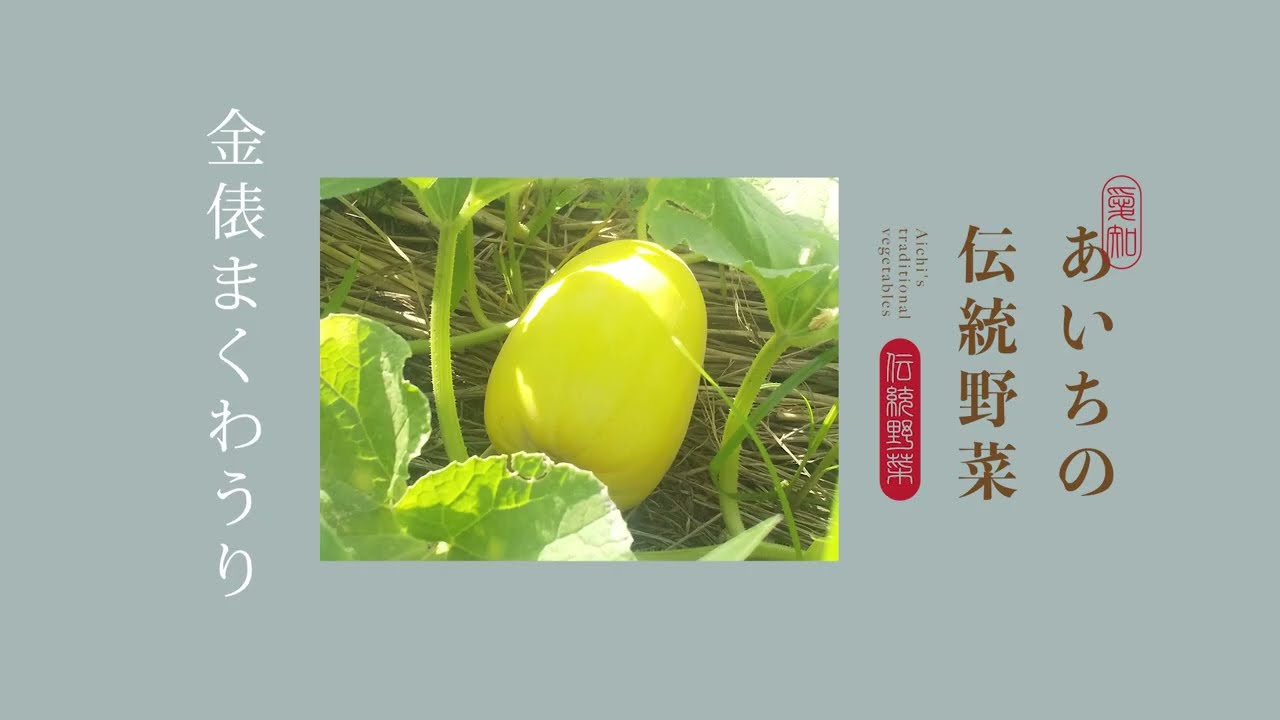 金俵まくわうり | あいちの伝統野菜