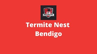 Termite Nest Bendigo - VIP Pest Control