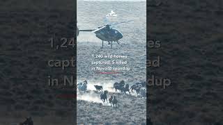 Wild horse roundup update - #wildhorses #savewild #horse #animalwelfare #publiclands #animals