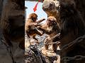 Tiny Punch vs. Giant Monkeys #punch #punchmonkey #monkey #shorts