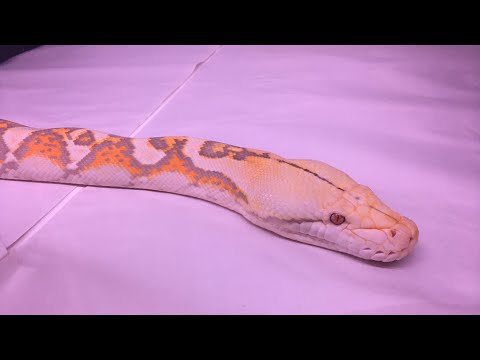 pythons for sale Big Purple Retic and T-shirt giveaway (of course)