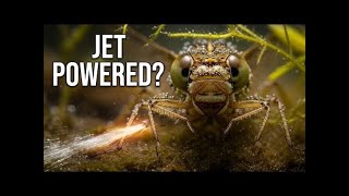 This Creature Has A Biological Jet Engine