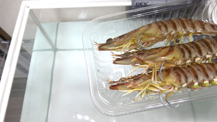 When I put a dying shrimp that I found at a supermarket into an aquarium...