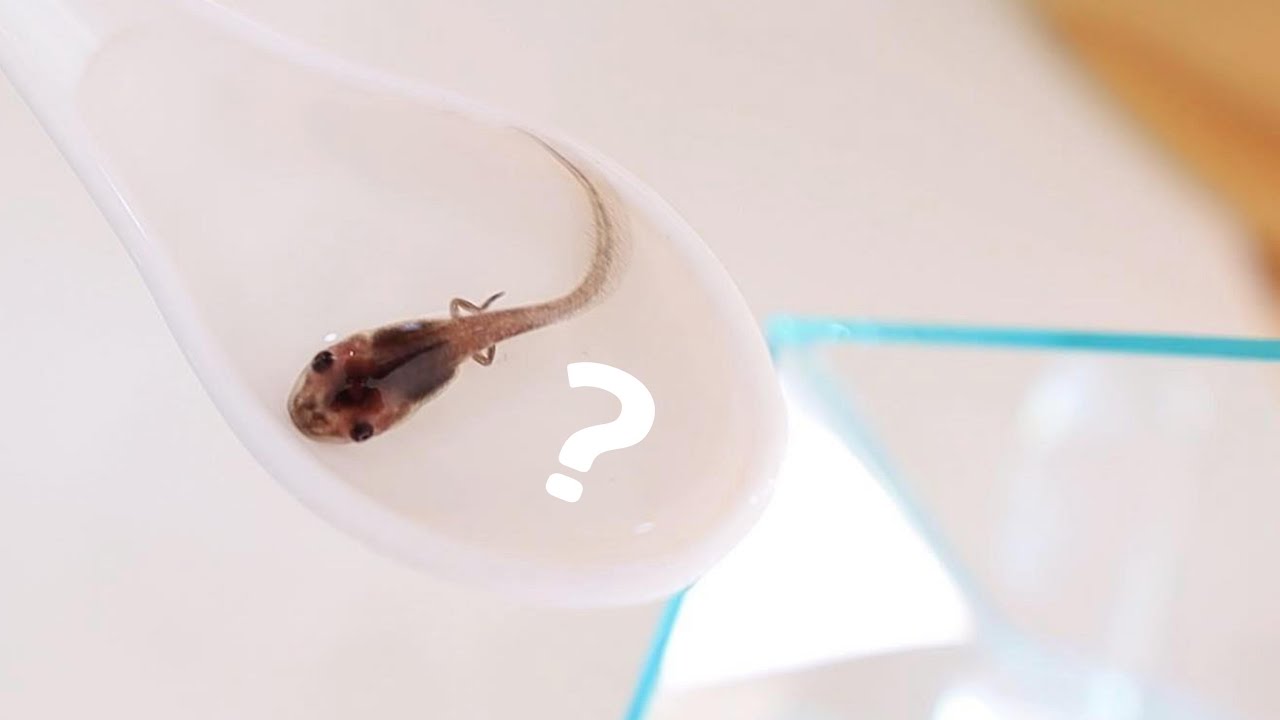 My Tadpoles Transforms into Cutest frog 🐸 “Tree Frog”