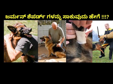 How to care German Shepherd in Kannada | ಜರ್ಮನ್ ಶೆಪರ್ಡ್ ನಾಯಿ ಸಾಕುವುದು ಹೇಗೆ ?