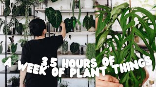 3+ hours of plant chores and repotting / a week of plant things #22
this week of was a whirlwind! but i feel like every week of kind of is 😅 in this video i install TWO new plant shelves, show you how i style my plant shelves, show off a ton of emergent anthurium leaves and i also integrated a 1.5+ hour long repot and chat Q&A! i answer questions about exo-terra growing, a future sibling for pudge (?), moving anthurium seedlings out of a greenhouse and a bit of this and that in between. oh, and i may or may have not gotten rid of my rudsta greenhouse cabinet 😳 let me keep you company as you do your own plant chores because this is a long one!
btw, if youre looking for a christmas pressie for a plant friend or maybe yourself, i added a few new styles to my merch shop!
https://charmaine-adrina-shop.fourthwall.com/
MENTIONS:
→ amanda: instagram.com/_bunnyyy /
→ lauren: nstropicals.com / @northshoretropicals
→ alice: @youdontevengrowhere
→ jing: @planthappens
→ wuhoo tropicals: wuhootropicals.com / instagram.com/wuhoo_tropicals
→ tropics narcotics: tropicsnarcotics.com
PRODUCT MENTIONS:
→ TPS billions: https://amzn.to/3FVKOyw
→ TPS one: https://amzn.to/3ugEtuC
→ wet duster: https://amzn.to/4870ScP
→ black ladder shelf: https://amzn.to/3QSTeLZ (black is out of stock again 😔)
VIDEO MENTIONS:
→ bunny collab part 1: https://youtu.be/2PKFNMfazto
→ bunny collab part 2: https://youtu.be/x3Y1UfhWqIU
〰️
☻ instagram ☻
@unplantparenthood
instagram.com/unplantparenthood
〰️
☻ shop all my plant favourites (affiliate links) ☻
https://linktr.ee/unplantparenthood/
〰️
Music courtesy of @epidemicsound
0:00 intro
2:41 living room shelf install
15:33 plant shelf styling / watering
27:11 cleaning out tent / propagation updates
46:00 new anthurium leaves
1:02:00 hoya updates
1:21:47 new plant shelf install
1:31:01 helping out at north shore tropicals
1:37:49 start of repot + chat Q&A
1:43:31 humidity level in greenhouses
1:47:32 cute sweaters in videos
1:52:07 exo-terra greenhouse talk
1:57:51 pudge’s surgery
2:02:49 anthurium petioles
2:10:20 getting another dog?
2:15:36 philodendron heterocraspedon humidty
2:20:44 thanksgiving food thoughts
2:25:34 when do you move anthurium seedlings out of greenhouse?
2:30:16 how did you quit vaping?
2:38:50 which philo would you recommend besides tortum?
2:42:43 me and vince’s jobs
2:49:47 rootbound plants
2:52:03 vlog channel update?
2:54:41 edema in no drainage
2:58:30 household cleaning routine
3:04:51 best supplement / fertilizer
3:10:48 facetime call with bunny and alice
3:13:13 moss pole maintenance 3+ hours of plant chores and repotting / a week of plant things #22