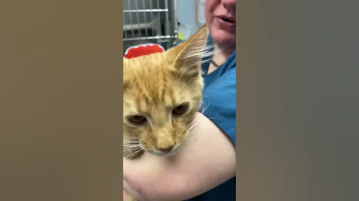 Watch the video about Leo the Shelter Maine Coon, love at first sight before adoption!