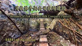 隱沒山林中的薄扶林牛奶公司牧場遺跡,The remains of the Pok Fu Lam Milk Company’s pasture hidden in the forest.