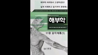 Anatomy Chapter 11: Sensory System (1) 20200803
