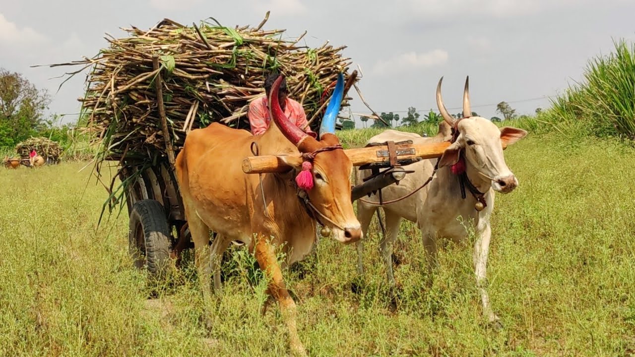 New Bullock Cart Heavy load Riding in stuck // Indian's Cow videos 