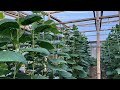 47 das green cucumber infested by aphids  mites problem solved