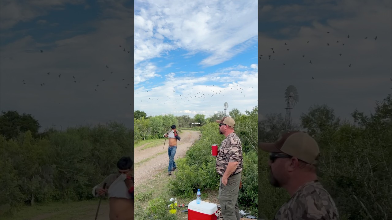 🤔 Dove Hunting in Field vs. Brush