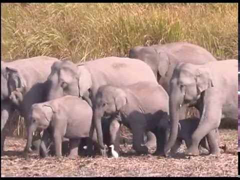 Video: Vilka Elefanter är Fler - Indiska Eller Afrikanska