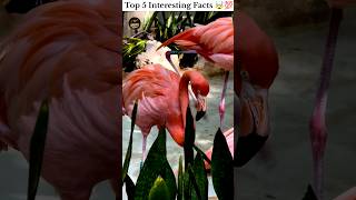 Top 5 Interesting Facts 😮💯#facts #unknownreality #hiddenrealityfacts #shortvideo #amazingfacts