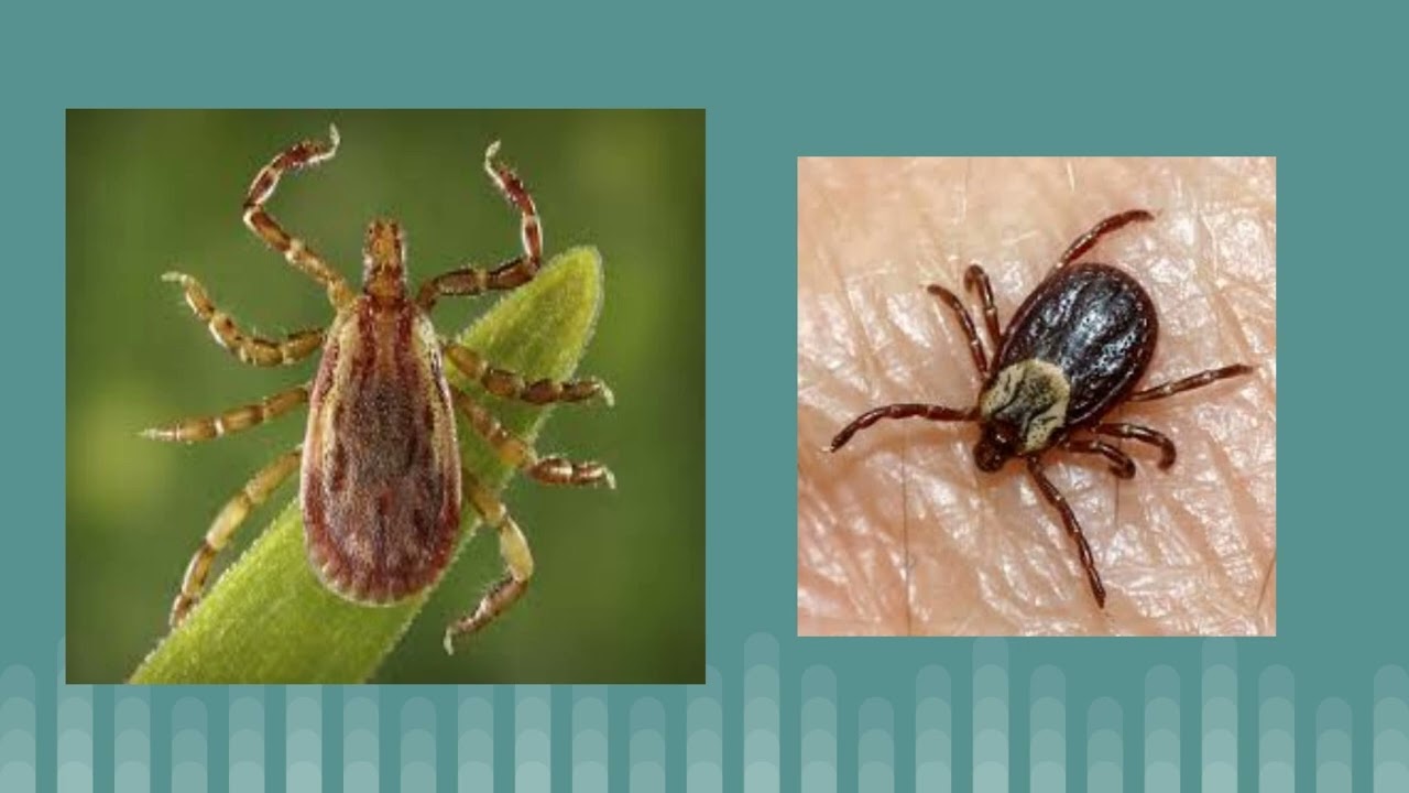 sub class acari (ticks & mites)