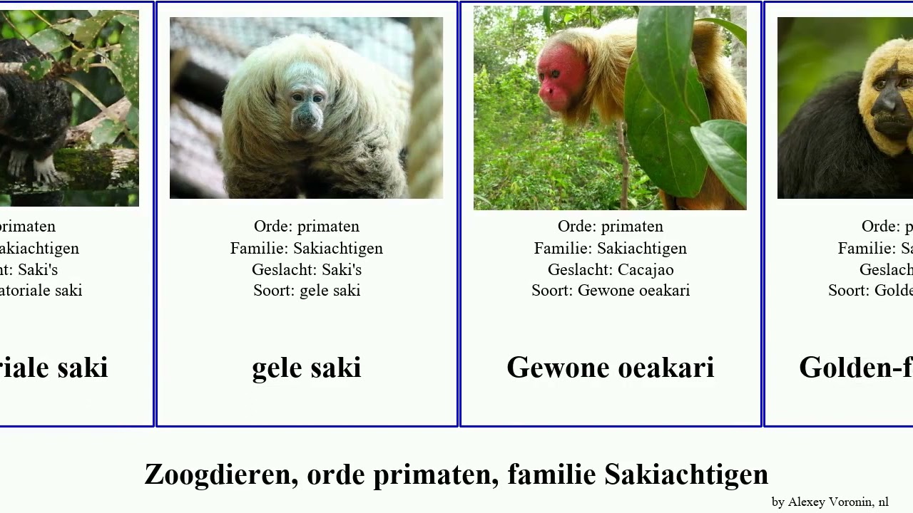 Zoogdieren, orde primaten, familie Sakiachtigen order primate family Pitheciidae callicebus mammal