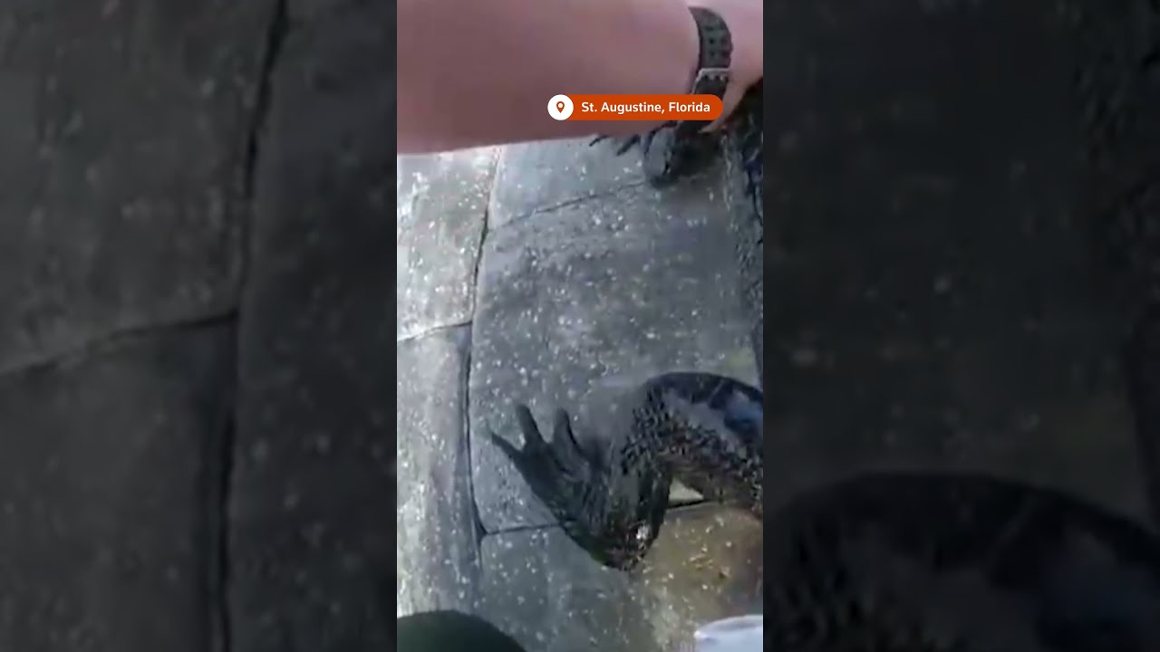 Buckle Up Florida Police Officer Gives Alligator A Lift To New Home REUTERS