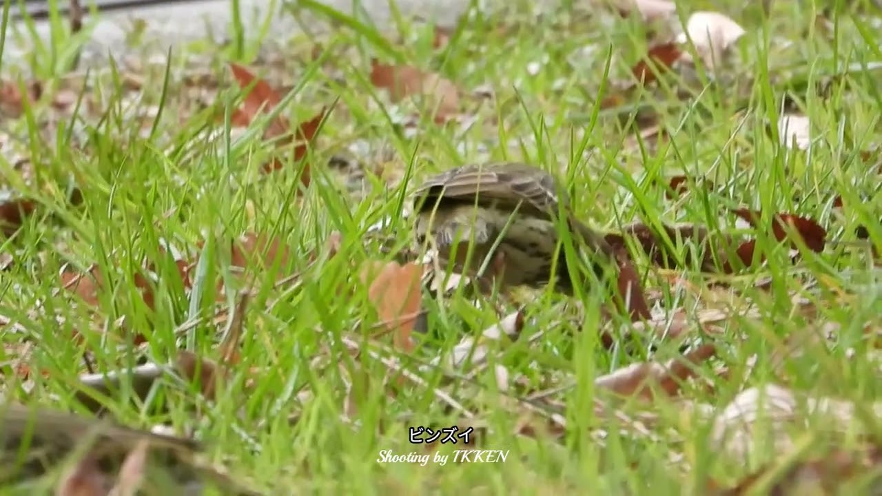 2026.02.08・ビンズイの変速動画.43秒