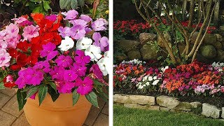 How to plant Busy Lizzie video: Jeff plants Impatiens New Guinea (Busy Lizzies)