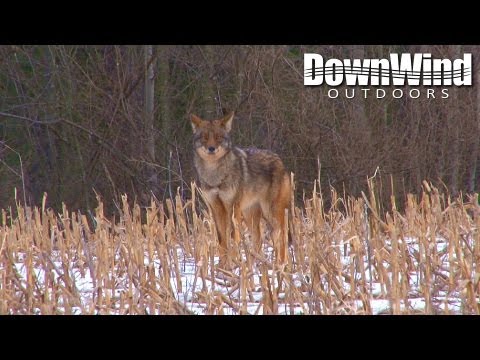 coyote-hunting-with-ar-15:-corn-stalker-(d