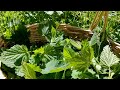 STINGING NETTLE // Harvesting Tips // Making Nettle Soup &amp; Wild Weed Pesto