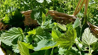 STINGING NETTLE // Harvesting Tips // Making Nettle Soup &amp; Wild Weed Pesto
