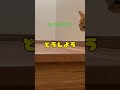 もぐのきもち　#子猫 #猫 #保護猫 #猫好きさんと繋がりたい #cat #猫動画 #茶トラ #動物 #ペット