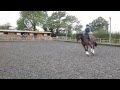 Cudlic Otto - Trot &amp; Canter