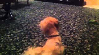 Morko Maltese Yorkie Playing