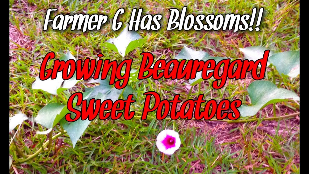 Farmer G Has Blossoms!! Growing Beauregard Sweet Potatoes YouTube
