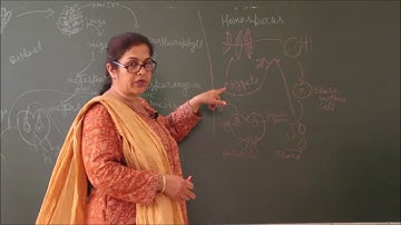 Bio-XI-3-15 Gymnosperms general characters,   Pradeep Kshetrapal channel