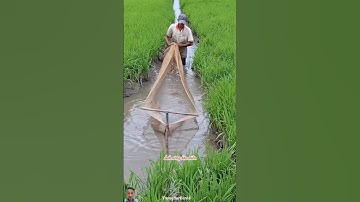 CẬN CẢNH ANH NÔNG DÂN MIỀN TÂY BẮT CÁ RÔ NON