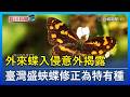 外來蝶入侵意外揭露 臺灣盛蛺蝶修正為特有種