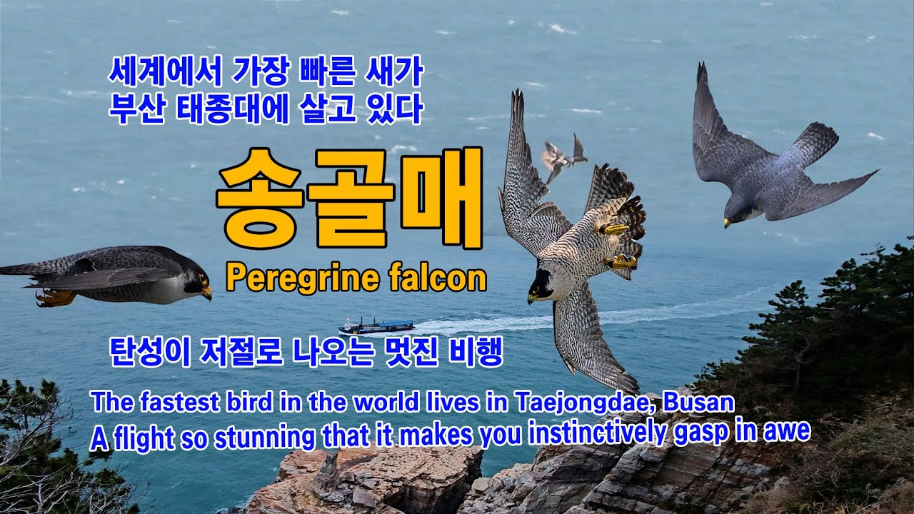 송골매의 환상적인 비행_Falcon flight #falcon #송골매