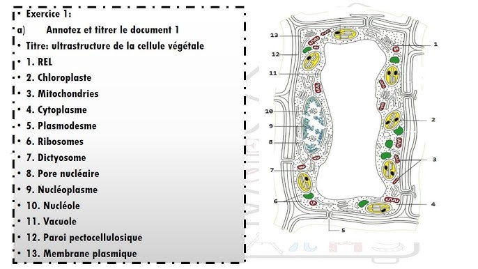 L'ORGANISATION DE LA CELLULE AU MICROSCOPE OPTIQUE OU STRUCTURE CELLULAIRE  –