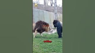 Lion VS Gorilla Meet Secretly at The Zoo!