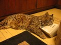 Boxhead Bobcat