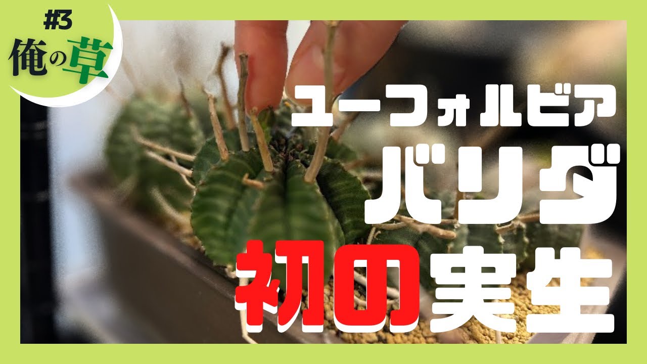 バリダの種が取れたので蒔く！【#3俺の草】 - YouTube