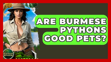 Are Burmese Pythons Good Pets? - Reptilian Wonders
