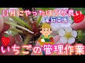 いちご/11月にやった方が良い作業/家庭菜園/2021年