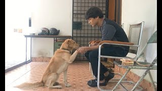 LIFE WITH A DOG | DOG SHORT FILM WITH A MESSAGE || MOHAK MEET LIFE WITH A DOG | DOG SHORT FILM WITH A MESSAGE || MOHAK MEET