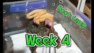 Boot Camp Week 4 - Feeding Time for Hungry Albino Darwin Pythons