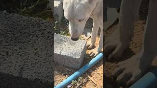 A mother dog appeared today for the first time. She was extremely weak and had plenty of food today.