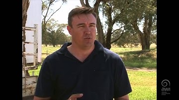 AWI Wool Handling - Getting a Start - Point of View - Frank Roberts