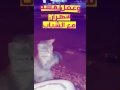 القط بس شاف الكلب عمل نفسه سهران مع الشباب ههههه