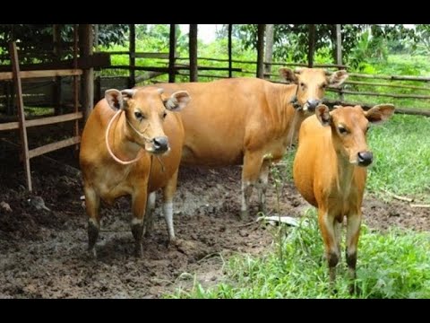 Ciri-Ciri SAPI BALI - YouTube